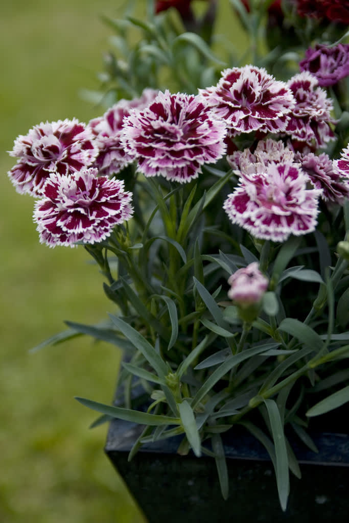 Trädgårdsnejlika, _Dianthus caryophyllus_. Foto: Blomsterfrämjandet.