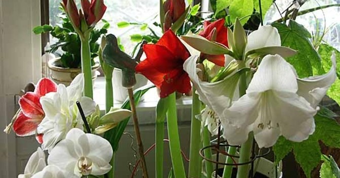Amaryllisfönster hos mig. Vackert, men inte som på mammas veranda.
Foto: Sylvia Svensson