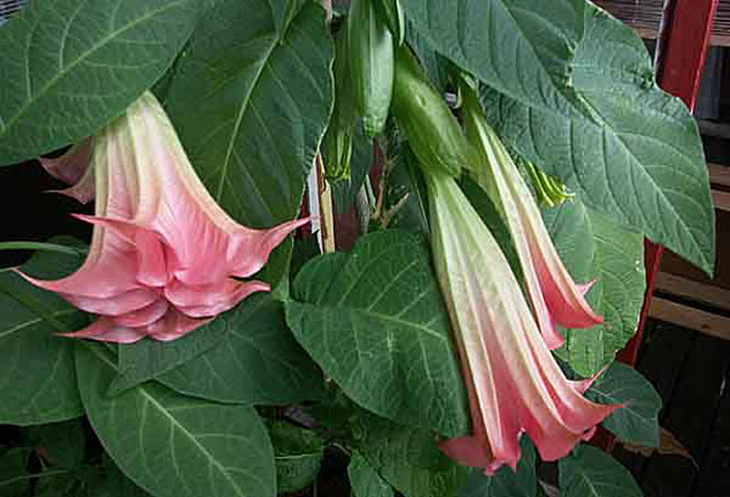 Ljuvt rosa änglatrumpet.Foto: Bernt Svensson