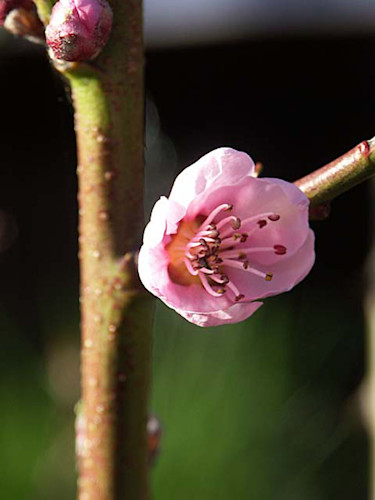 Persika 'Frost'