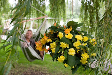 Hängbegonia i en mixampel. Foto: Blomsterfrämjandet IBC.