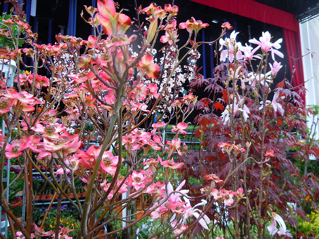 Blomsterkornell och andra exotiska träd till salu
Foto: Sylvia Svensson
