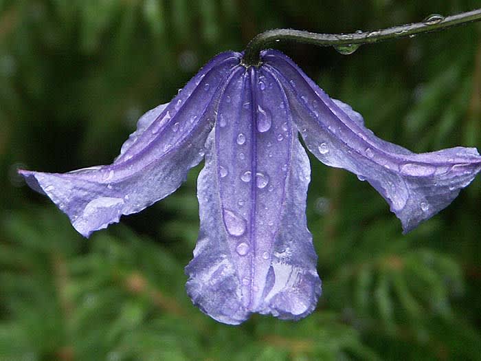 Clematis integrifolia 'Blue Boy'. Foto: Sylvia Svensson