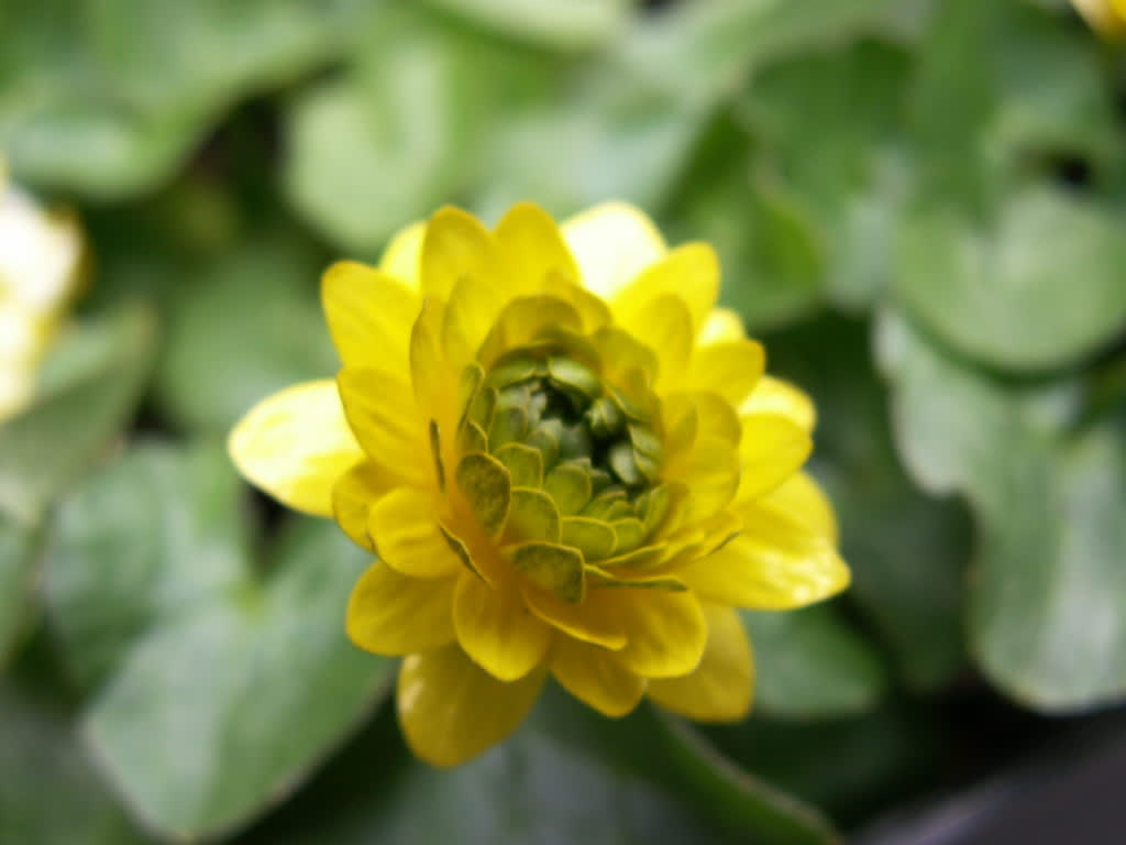 Svalört, _Ranunculus ficaria_, 'Flore Pleno'. Foto: Sylvia Svensson
