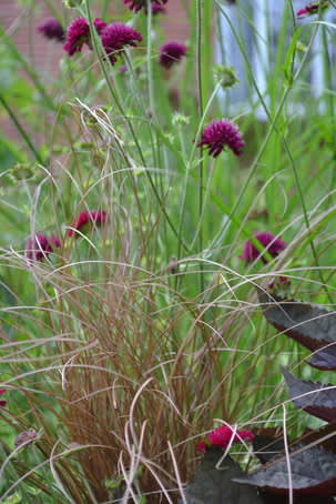 Kopparstarr,  _Carex buchananii_, i rabatten. Foto Blomsterfrämjandet