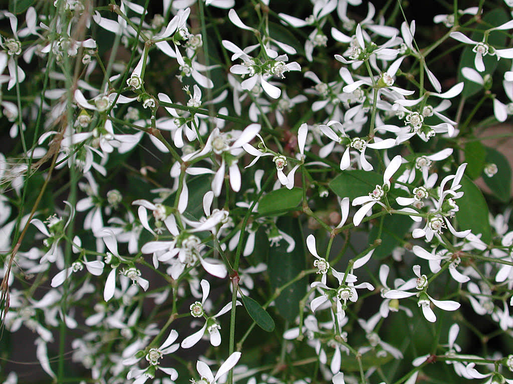 Euphorbia 'Diamond Frost', snötörel
Foto: Sylvia Svensson
