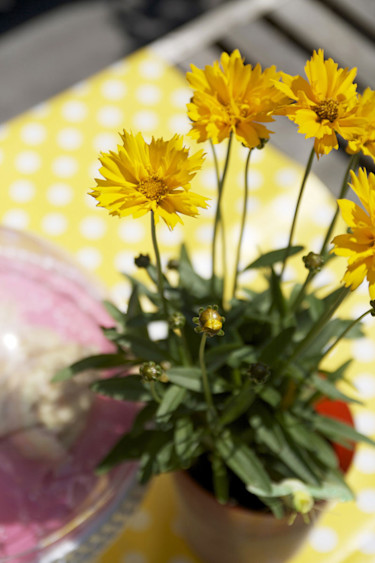 Flicköga, _Coreopsis grandiflora_. Foto: Blomsterfrämjandet.
