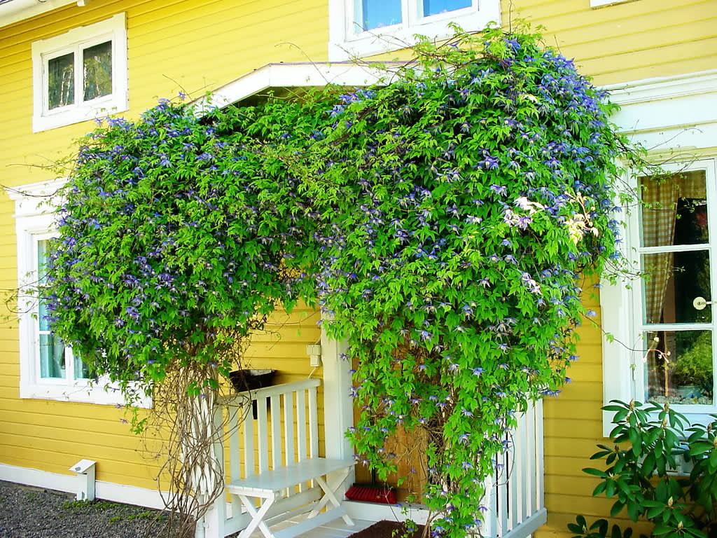 Alpklematis blommar magnifikt även på skuggsidan av en byggnad. 