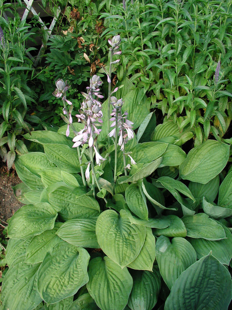 _Hosta_ 'Hyazinthia'