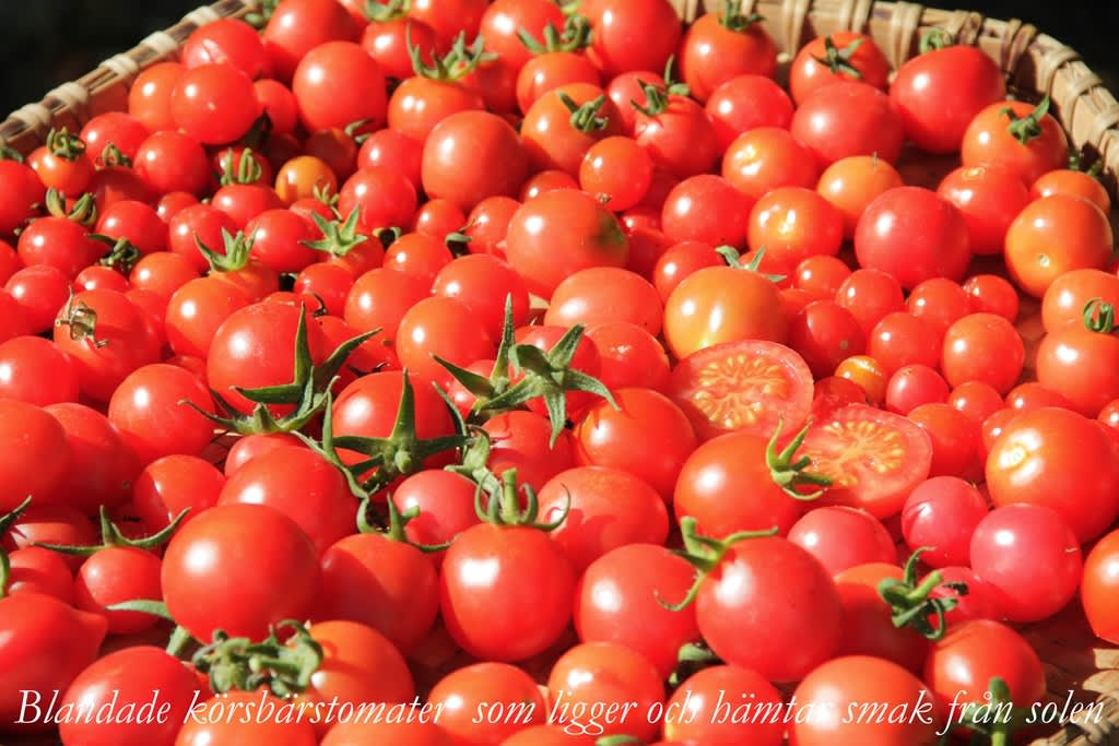 Använd dig gärna av solvärmen för att torka tomaterna till Solkyssta trädgårdspärlor.