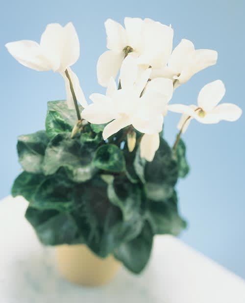 Cyklamen, _Cyclamen persicum_.