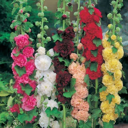 Stockros, Alcea rosea 'Chaters Double Mixed’ 