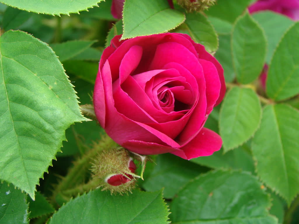 Hur du kan göra med dina rosor beror på om de bildar vackra nypon eller inte - antingen klippa bort eller låta de vissna blommorna sitta kvar. 
Foto: Katarina Kihlberg