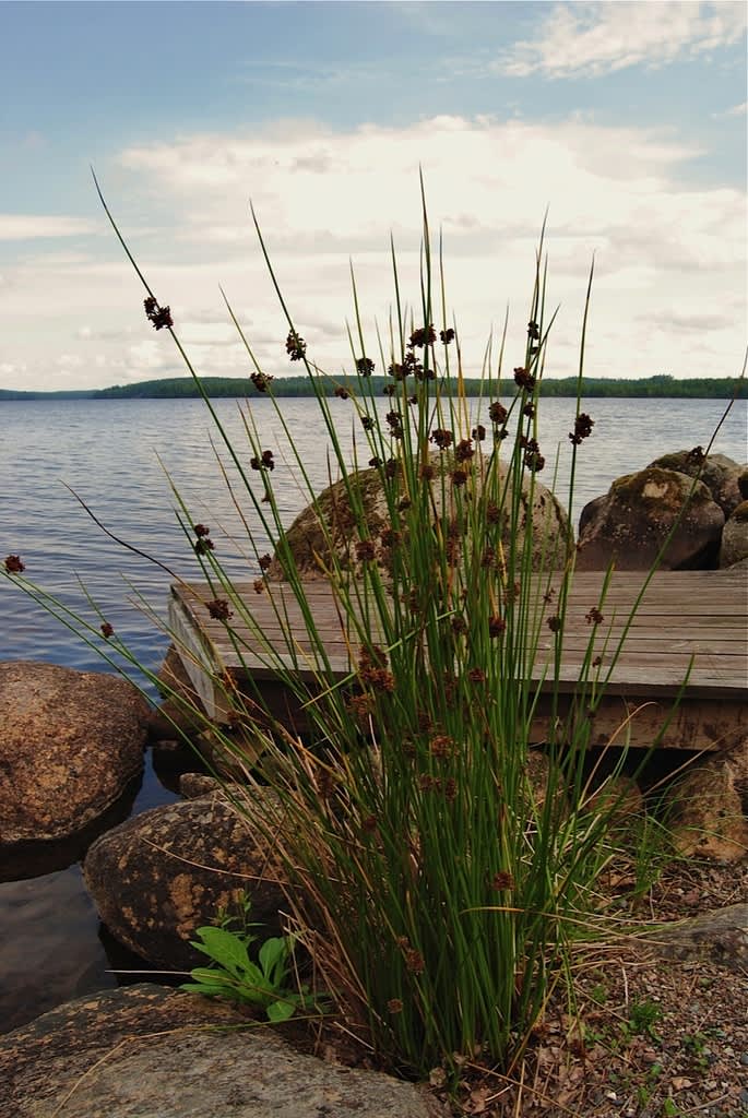 Närheten till vatten gör att du har ett försprång när naturträdgården ska skapas.