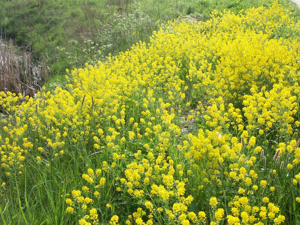 **Sommargyllen**, _Barbarea vulgaris_, blommar i maj på tröskeln till sommaren
Foto: Sylvia Svensson