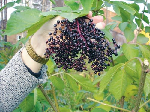 Flädern bär frukt- för första gången.