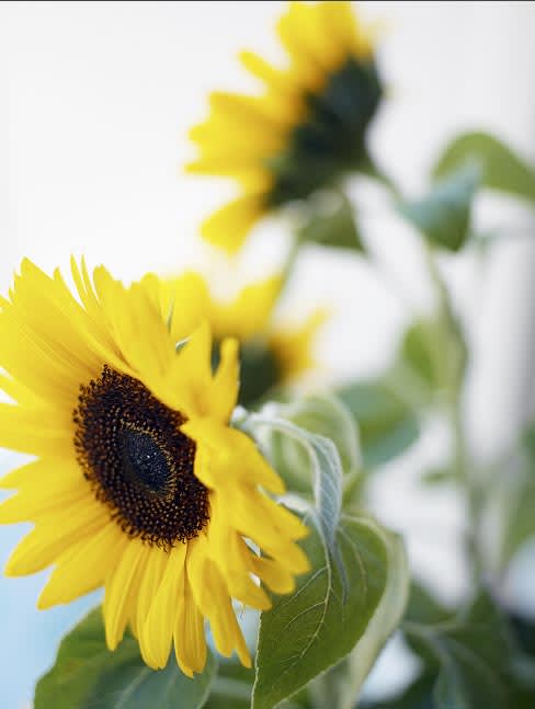 Solrosfrön gror snabbt och blir till stora spännande blommor! 