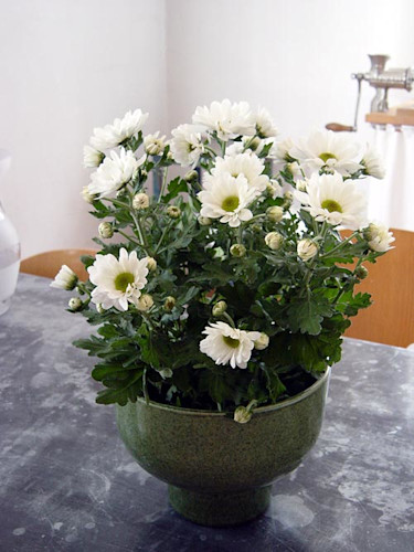 Krysantemum, _Dentranthema grandiflorum_.