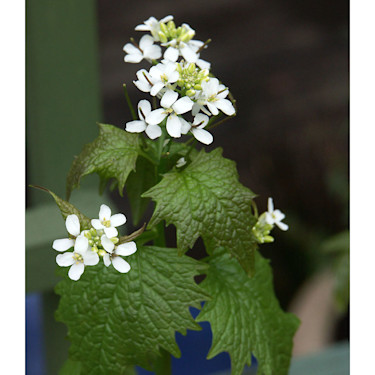Alliaria petiolata, löktrav
