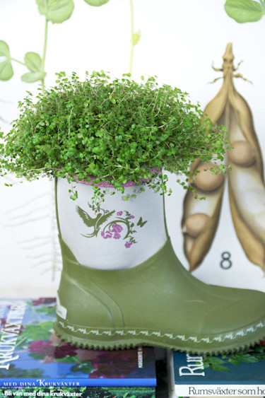 Hemtrevnad, _Soleirolia soleirolii_. Stövel-kruka.