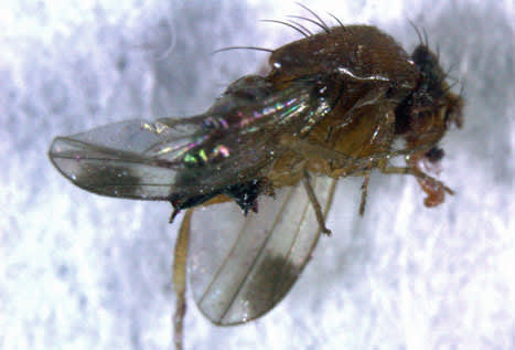 Drosophila suzukii liknar vår vanliga bananfluga. Den har röda ögon och gulbrun kropp. Hanarna har en mörk fläck på vardera vinge. Det här exemplaret fångades nyligen i Skåne i en fläderbuske. Foto: Sanja Manduric