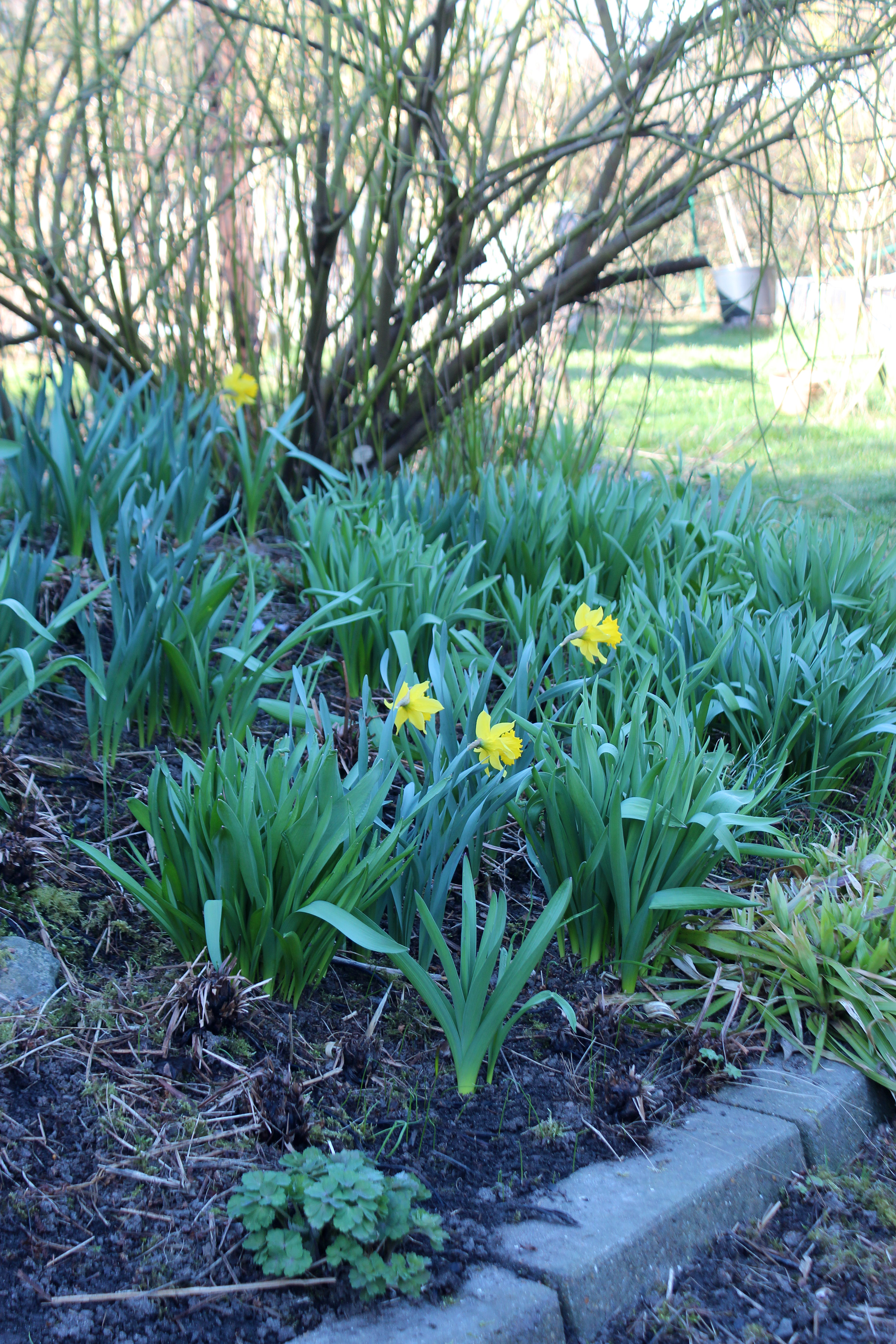 Rabatt Perenner Vår Narcisser RED