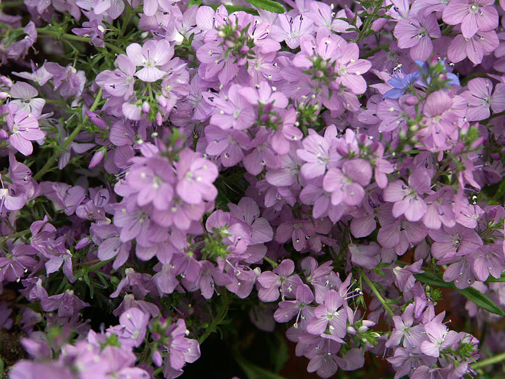 Mattveronika, _Veronica prostrata_ 'Mrs Holt' blommar ljuvligt fint. Foto: Sylvia Svensson
