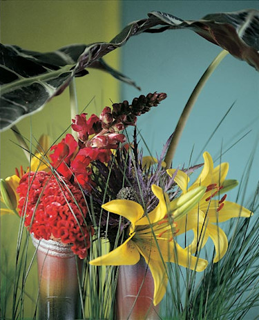 Lilja, _Lilium_. Foto: Flower Council of Holland.