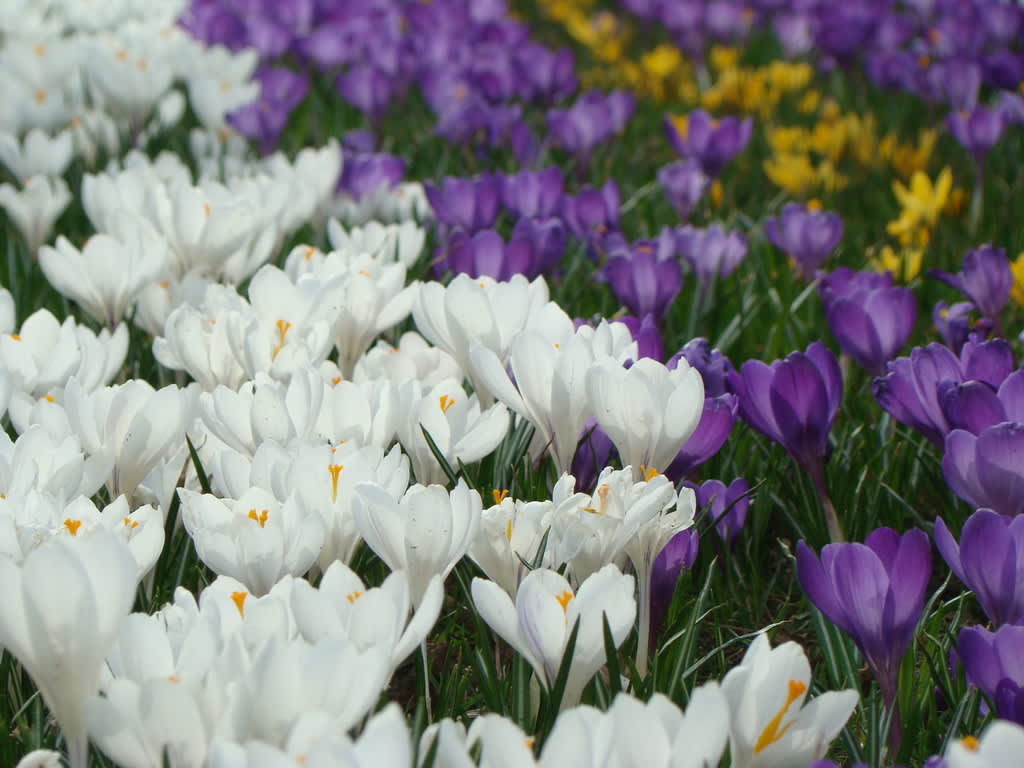 Tänk att ha en sådan matta med krokus i trädgården! Släng inga överblommade lökar som du haft i kruka utan ner med de i jorden för blomning nästa år! Foto: Katarina Kihlberg