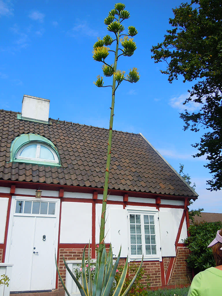 Den ca 5 m höga blommande agaven.
Foto: Sylvia Svensson