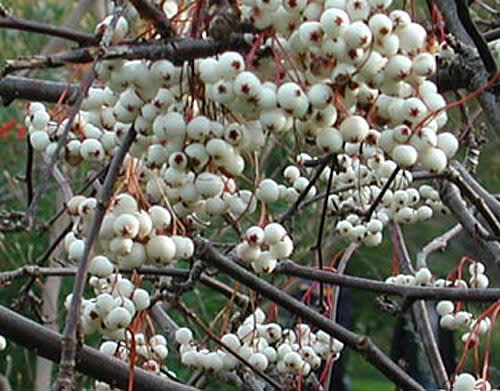 Sorbus koehneana, pärlrönn