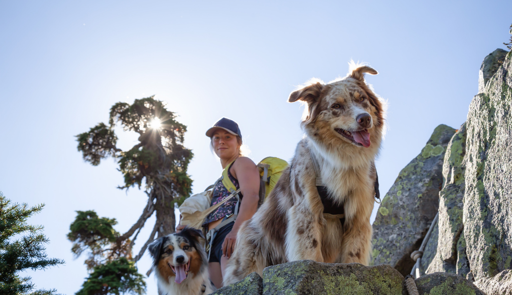 Best Hiking Harnesses For Dogs