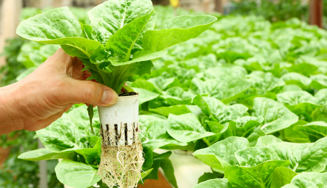 Organic Nutrients For Hydroponics Organic Nutrients For Hydroponics