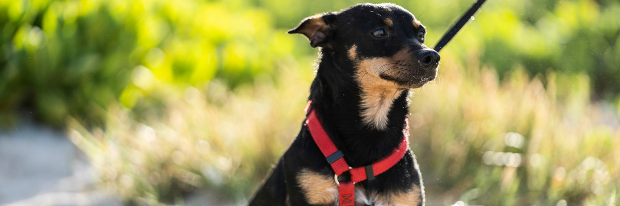 best-hiking-harnesses-for-dogs