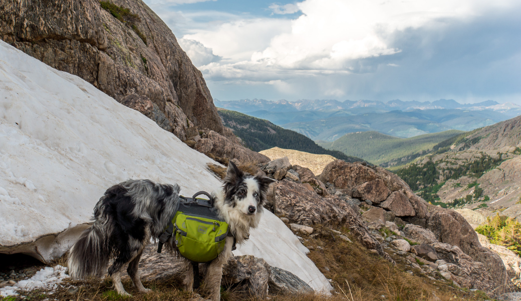 Best Hiking Gear For Dogs: The Ultimate Guide