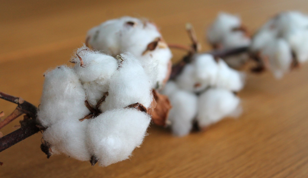 Benefits of Cotton Benefits of Cotton
