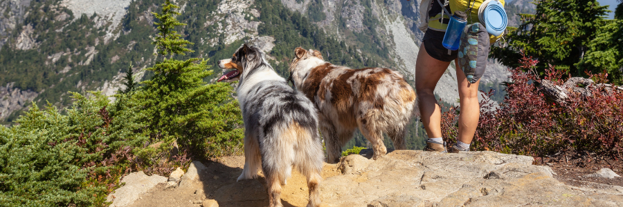 dog-hiking-essentials