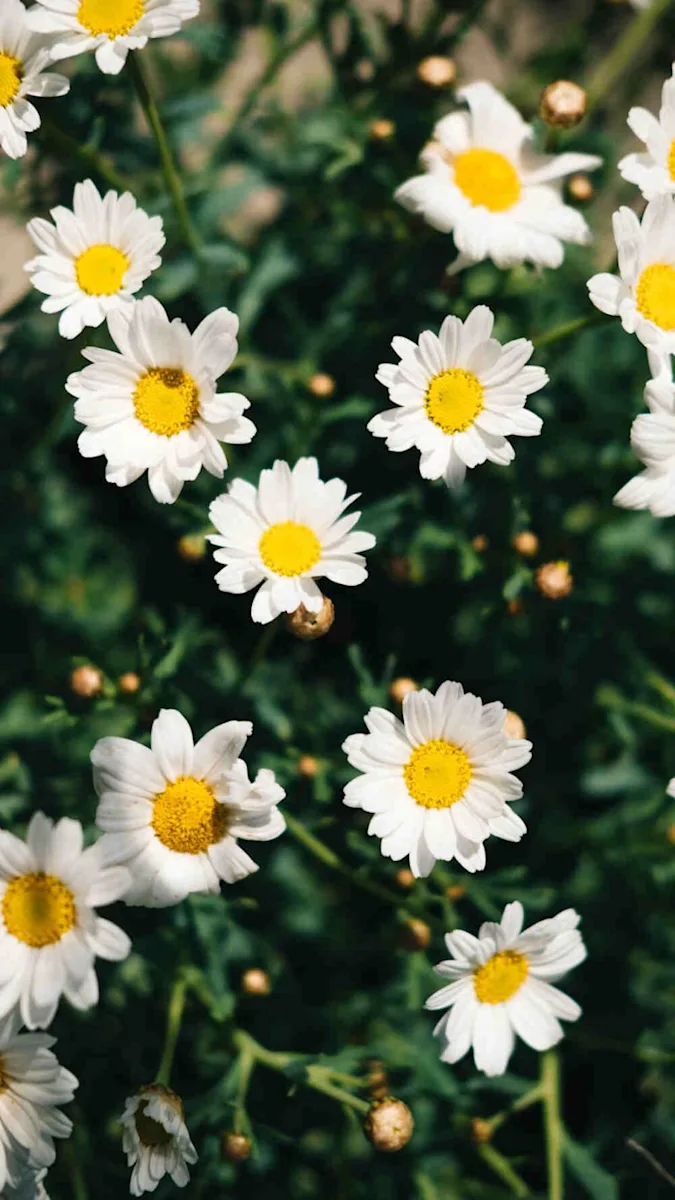 Blomster Blomster
