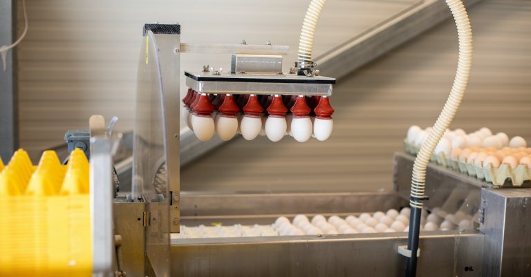 Maskin som er i gang med å plassere mange egg samtidig i en eggkartong