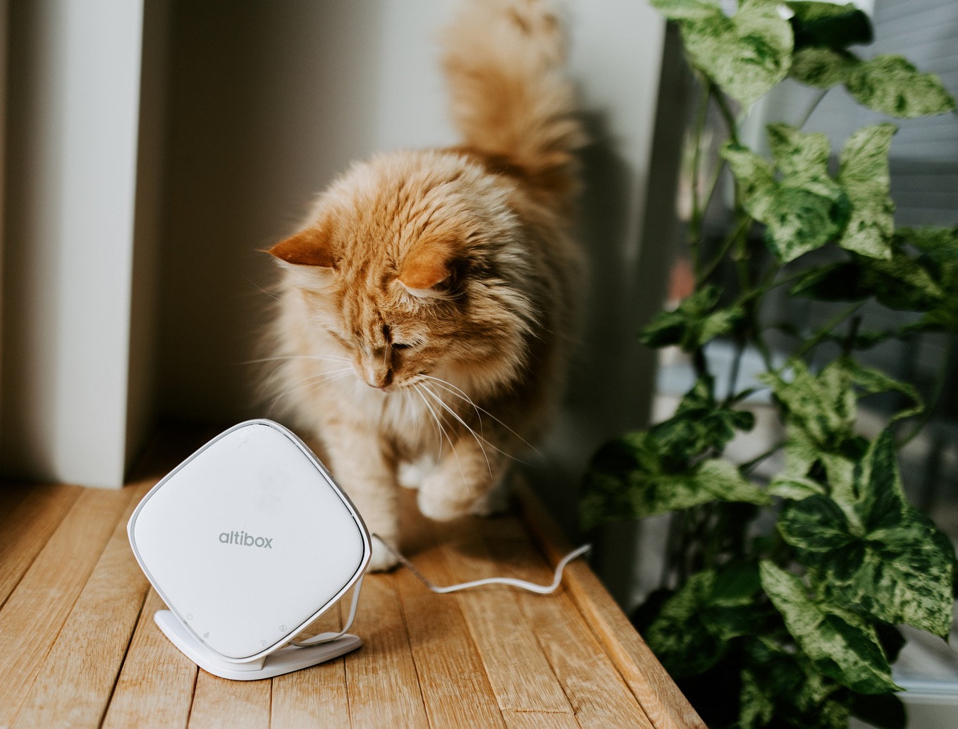 Altibox Wifi Overalt