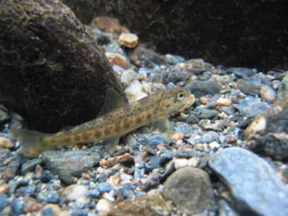 Smolt i elva Smolt i elva