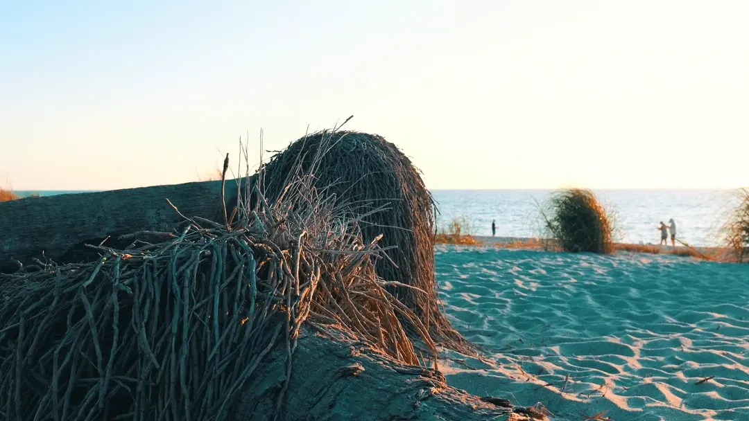 Foreground dune grass in golden light, textured sand, ocean horizon, and silhouetted figures