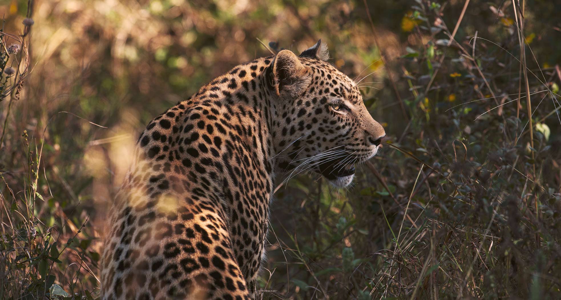 Guided Safaris Leopard 