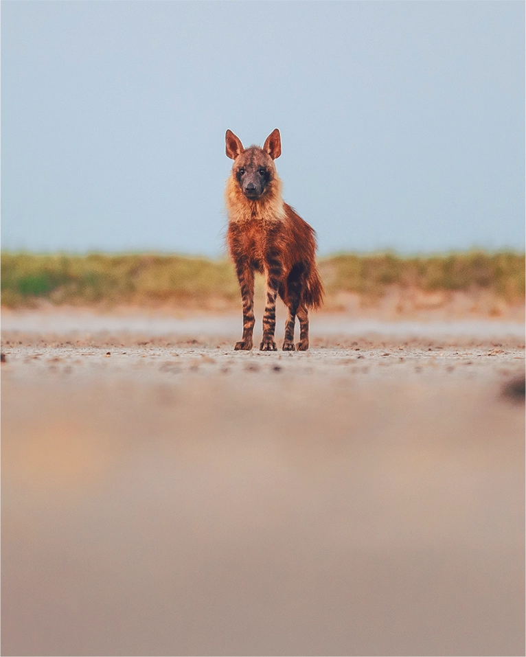 Rare Brown Hyena at Makgadikgadi Pans