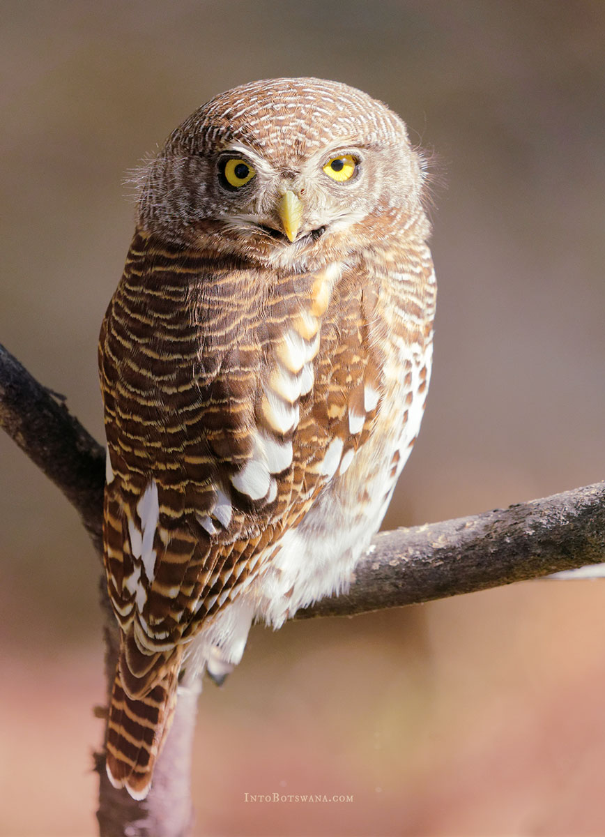 African barred owlet (Glaucidium capense)