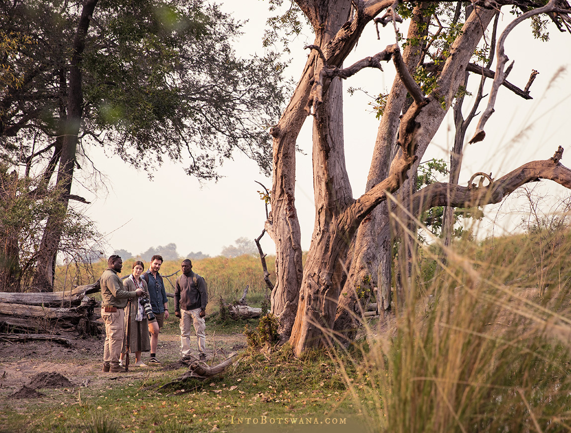 Walking safaris in the remote Okavango
