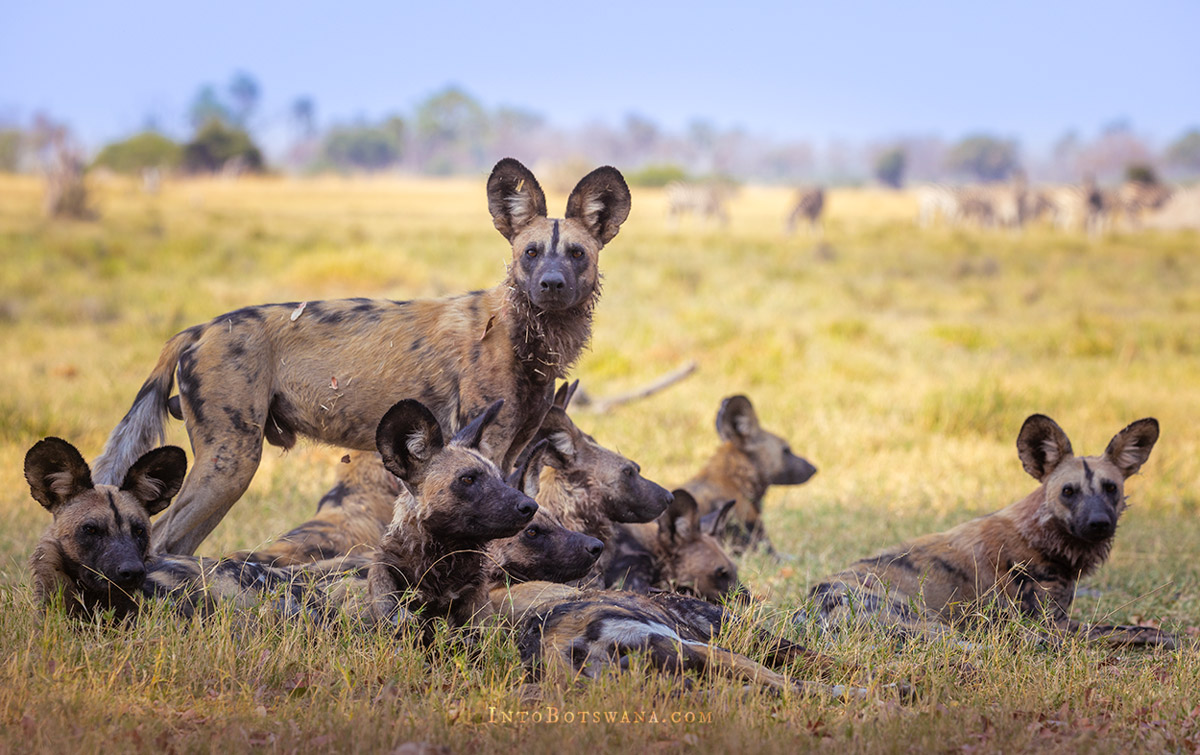 African Wild Dog at Tawana