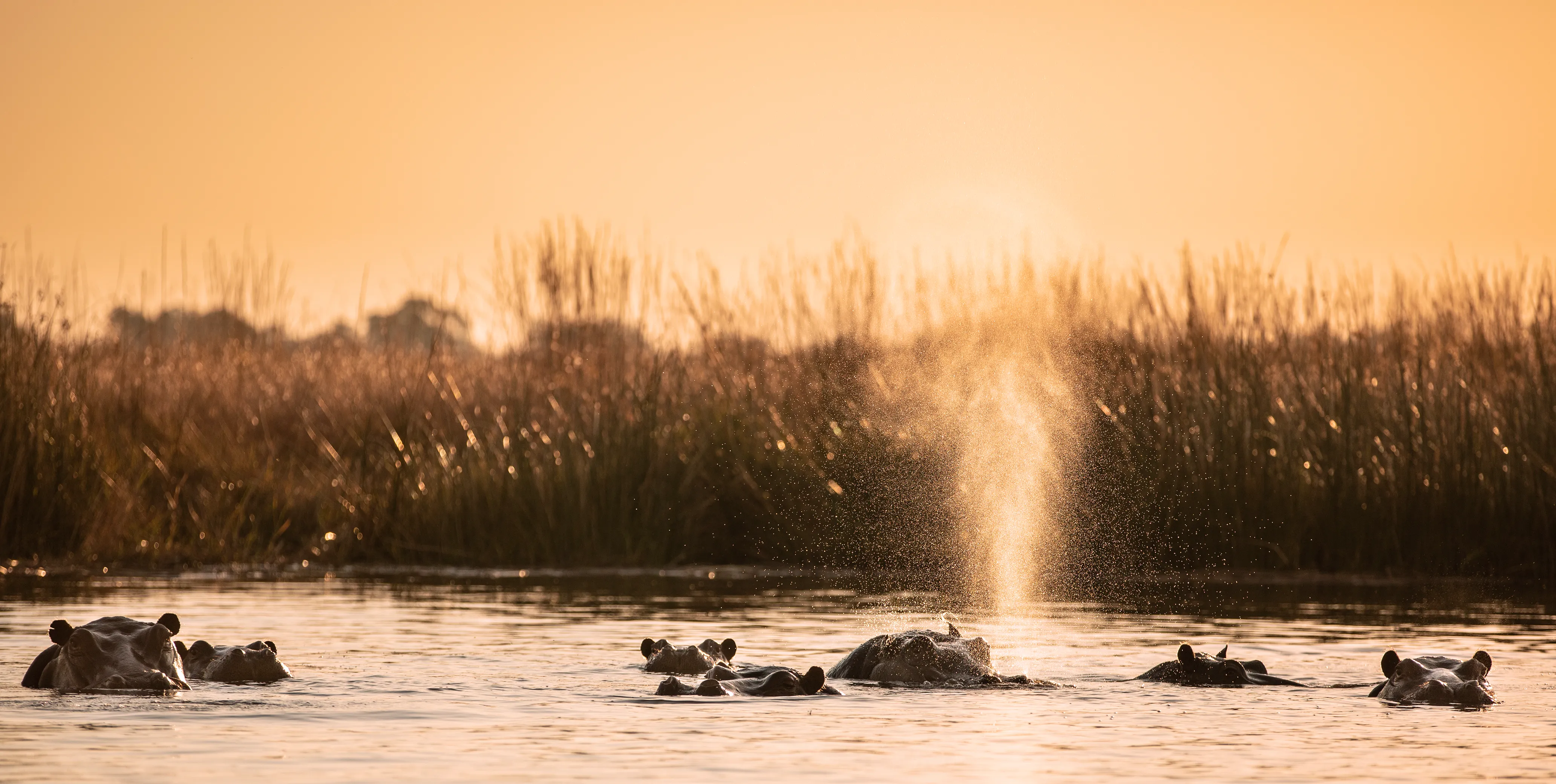 Into Botswana, Botswana wildlife