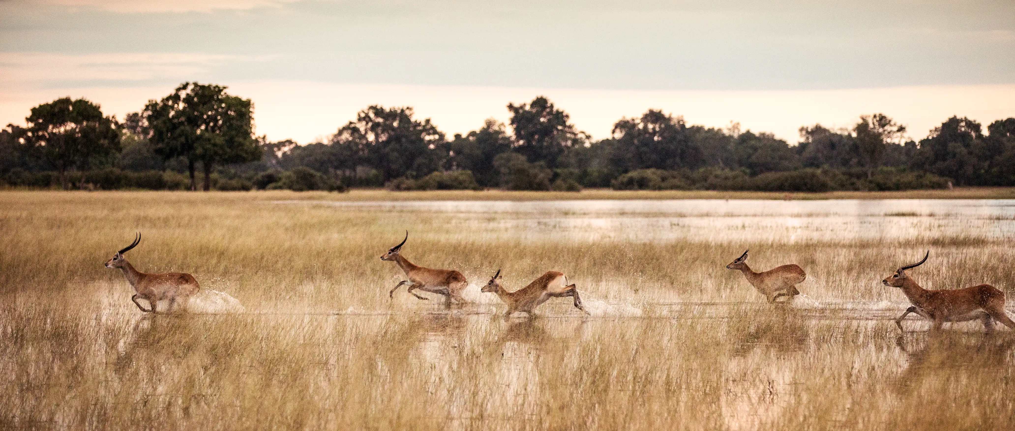 Guided Safaris Botswana journeys