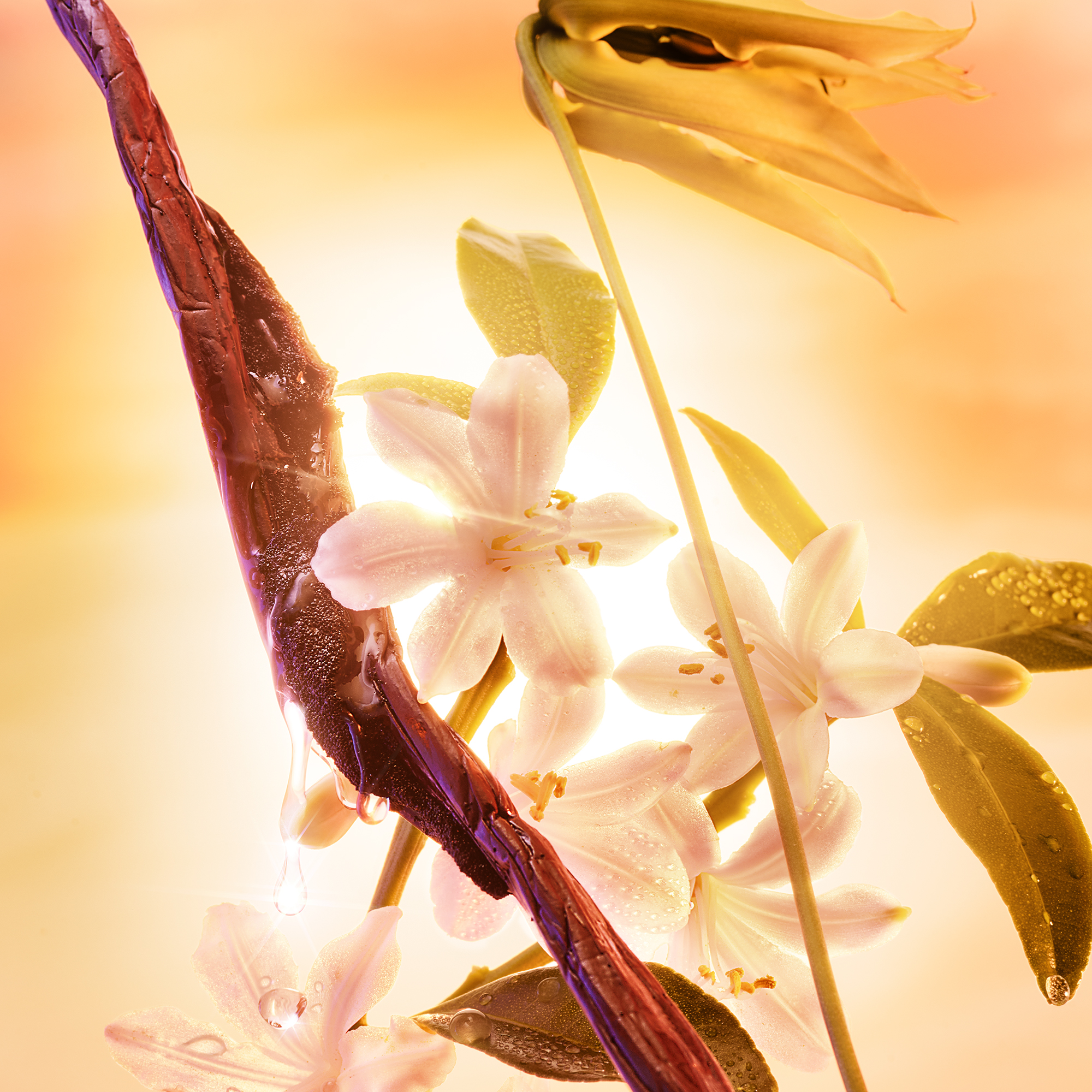 The floral fragrance family ingredients in Charlotte's Joyphoria perfume